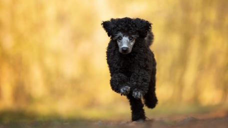 Black Poodle in Golden Light wallpaper