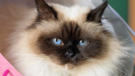 Majestic Burmese Beauty Gazing Soulfully wallpaper