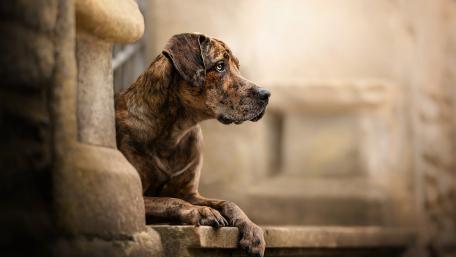 Majestic Great Dane in Thoughtful Repose wallpaper