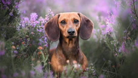 Dachshund Amidst Lavender Blossoms wallpaper