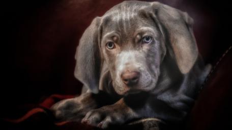 Puppy Gaze in Soft Light wallpaper