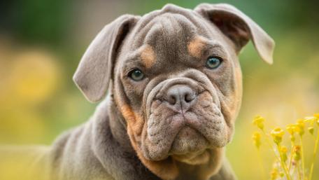 Bulldog Puppy Amidst Nature's Bloom wallpaper