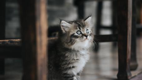 Curious Kitten Exploring Shadows wallpaper