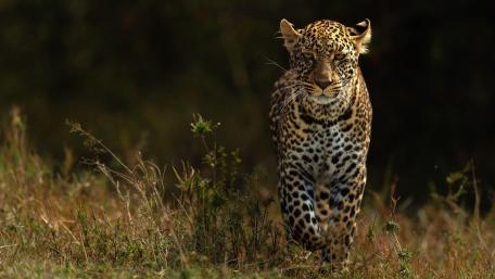 Majestic Leopard Stalking wallpaper