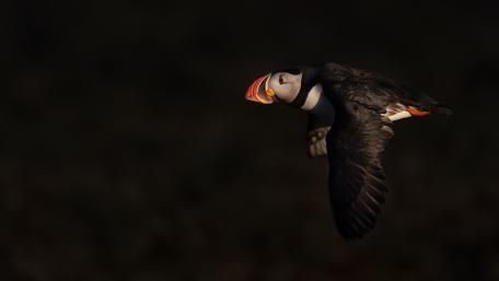 Majestic Puffin Flight at Dusk wallpaper