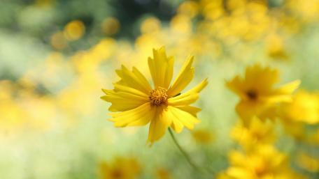 Sunny Coreopsis Bloom wallpaper