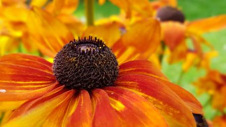 Vibrant Coneflower Close-Up wallpaper
