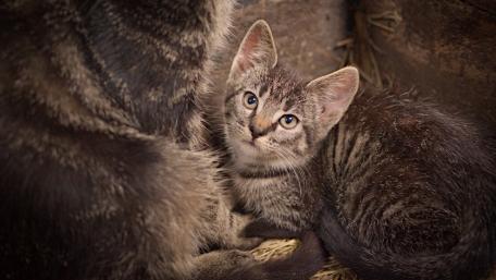 Curious Kitten Gazes Softly wallpaper