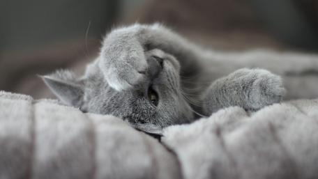Playful Whiskers in a Cozy Nap wallpaper