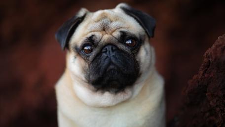 Adorable Pug Staring Soulfully wallpaper