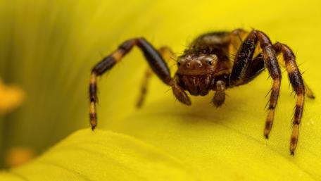 Golden Predator on a Yellow Bloom wallpaper