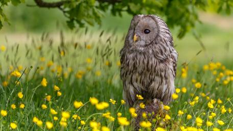 Ural Owl Amidst Spring Blossoms wallpaper