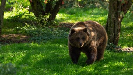 Majestic Grizzly Bear in Green Forest wallpaper
