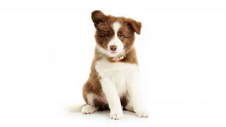 Adorable Border Collie Puppy Gazing wallpaper