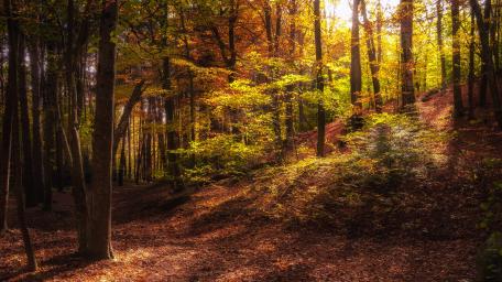 Autumn Embrace in a Mystic Forest wallpaper