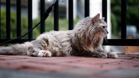 Majestic Maine Coon Relaxing in the Sunlight wallpaper