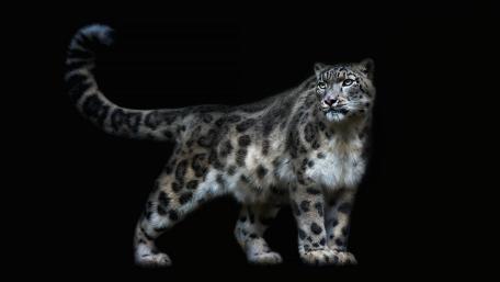 Majestic Snow Leopard in Darkness wallpaper