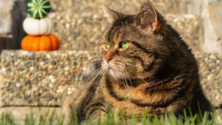 Autumn Watchful Cat wallpaper