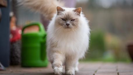 Fluffy Majesty on the Prowl wallpaper