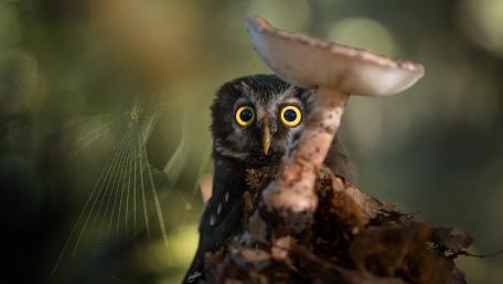 Mystical Owl Encounter in the Woods wallpaper