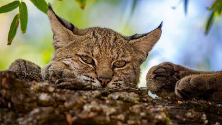 Mexican Bobcat in Repose wallpaper