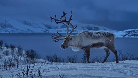 Arctic Twilight Reindeer Silhouette wallpaper