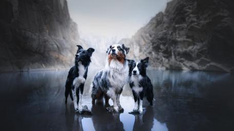 Majestic Australian Shepherds in Misty Wilderness wallpaper