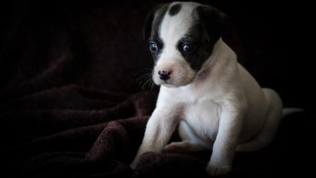 Akita Puppy Elegance in Repose wallpaper