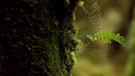 Lush Green Moss and Delicate Webs Captured in Nature's Embrace wallpaper