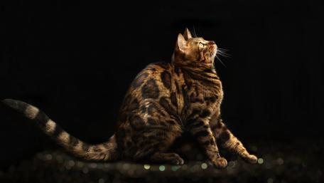 Majestic Bengal Cat on Dark Backdrop wallpaper