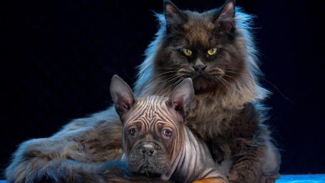 Cats and Dogs Together in Harmony wallpaper
