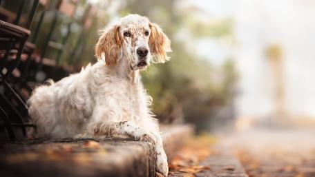English Setter in Autumn Splendor wallpaper