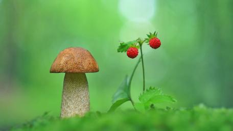 Forest Delicacies in Soft Light wallpaper