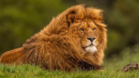 Majestic Lion in Repose wallpaper