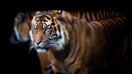 Tiger in the Shadows Splendid Gaze wallpaper