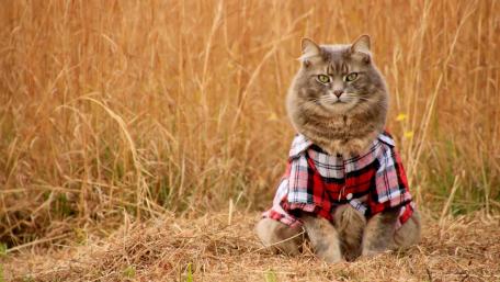 Fashionable Feline in Fields of Gold wallpaper