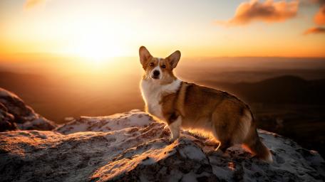 Majestic Corgi Overlooking Sunset Horizon wallpaper