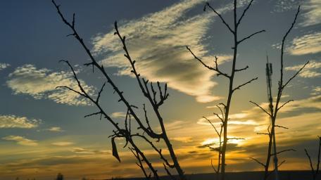 Serene Sunset Silhouettes of Nature wallpaper