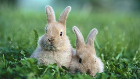 Springtime Bunny Buddies wallpaper