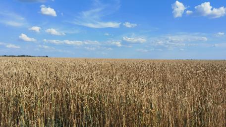Golden Wheat Field Under Blue Sky wallpaper