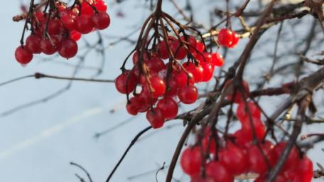 Vibrant Red Berries Against Winter's Chill wallpaper