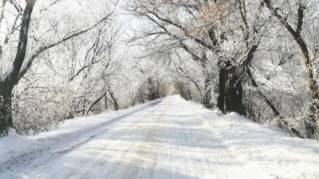 Serenity of a Snowy Winter Pathway wallpaper
