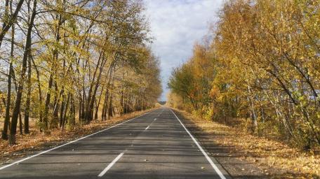 Autumn Road Surrounded by Trees in Vibrant Colors wallpaper