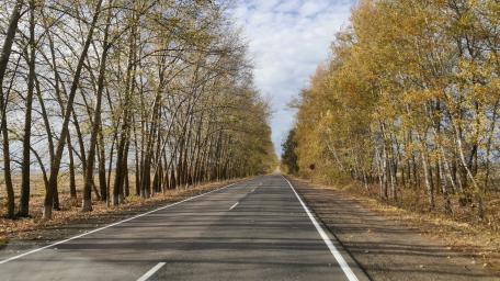 Serene Autumn Pathway through Trees wallpaper