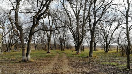 Tranquil Path Through Leafless Trees wallpaper