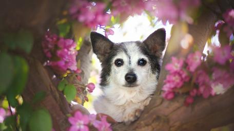 Springtime Canine Hideaway wallpaper