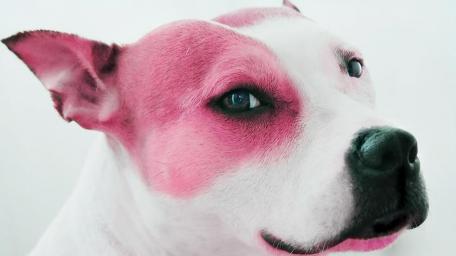 Bull Terrier Elegance in Profile wallpaper