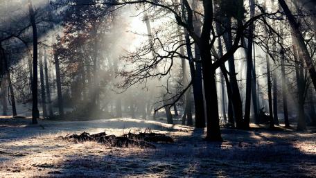 Winter’s Sunlit Whisper in the Forest wallpaper