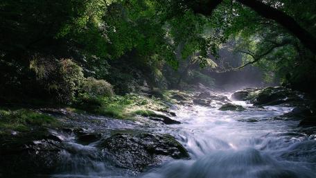 Serene Forest Stream at Dawn wallpaper