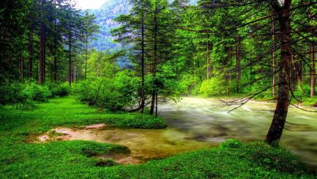 Lush Green Riparian Forest in Springtime wallpaper